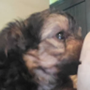 Meet your Posher, Evelina